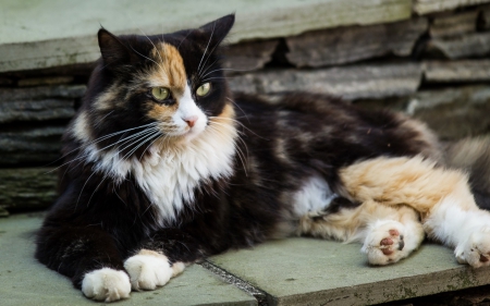 Cat - animal, white, black, cat