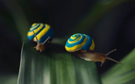 Cute snails - yellow, blue, green, cute, snail