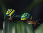 Cute snails