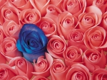 Blue Rose in Pink Roses