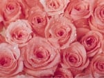 Pink Roses