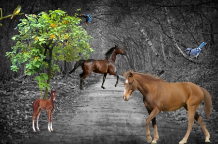 HORSES IN THE WILD