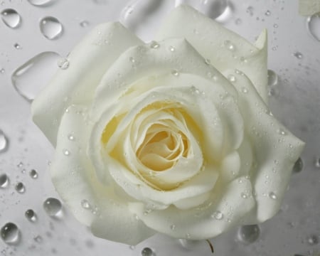 White Rose - flowers, drops, rose, white