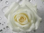 White Rose