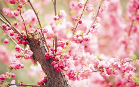 Ume Flowers - flowers, ume, pink, nature