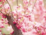 Ume Flowers