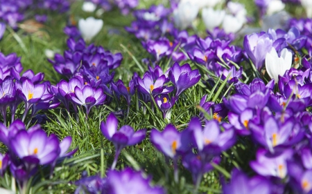 Beautiful Flowers - flowers, petunia, nature, purple