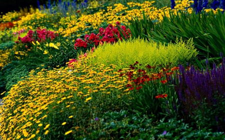 Beautiful Flowers - bloom, flowers, nature, garden