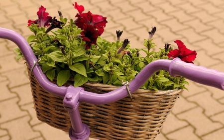 Basket of Fowers - flowers, basket, plants, bike