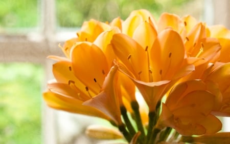 Yellow Clivias - nature, clivias, yellow, flowers, gold