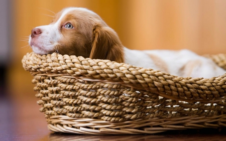 Cute Dog - basket, animals, cute, dog