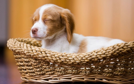 Cute Dog - animals, cute, pet, basket, dog