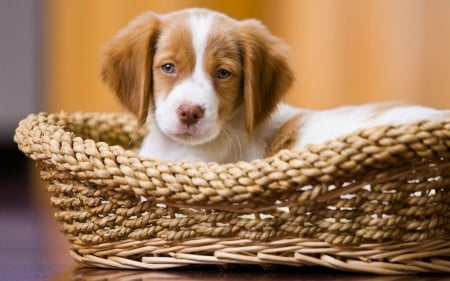 Cute Dog - cute, basket, dog, animals