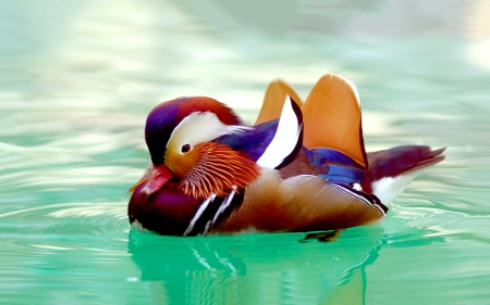 Beautiful Mandarin Duck