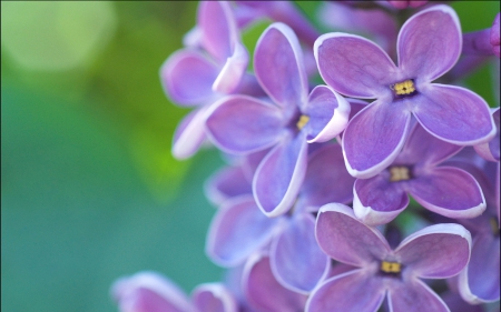 Lilac Blossoms - flowers, blossoms, nature, purple, lilacs