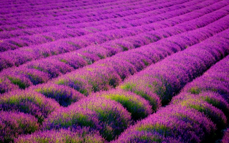 Lavender Field - lavender, purple, fields, nature