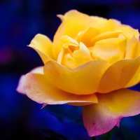 Single Yellow Rose