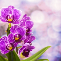 Pretty orchids