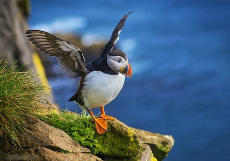 Flying start - pretty, bird, start, coast, beautiful, flying, sea, grass, nature, exotic, rocks