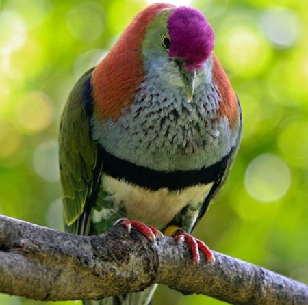 Dove - dove, tree, amazing, colors