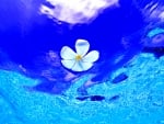 FLOATING PLUMERIA