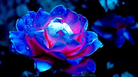 SHADES of BLUE - flower, shades, blue, photography