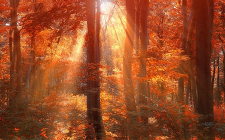 Sun Rays in Autumn Forest - sun rays, forests, trees, nature, autumn, sunshine