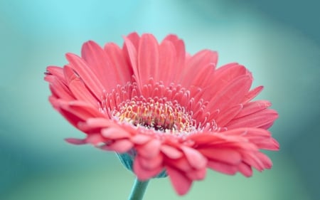 Pink Gerbera - hdr