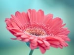 Pink Gerbera - hdr