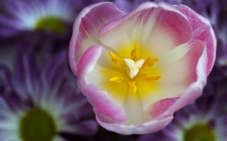 Pink and White Tulip - nature, pink, tulips, flowers, one flower