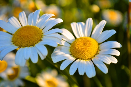 Lovely Daisies