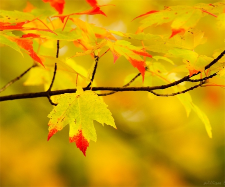 Scarlet Kissed Gold - branch, yellow, leaves, tree, colorful, nature, autumn, red, bright, seasons