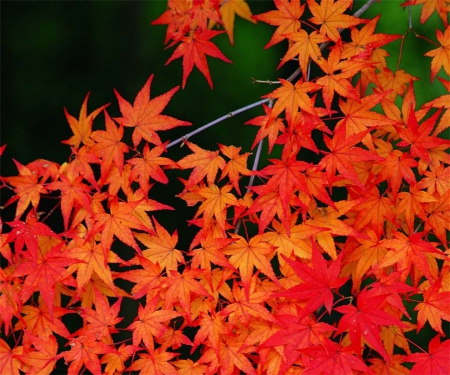 Autumn On Fire - autumn, branch, colorful, bright, nature, red, seasons, leaves, orange