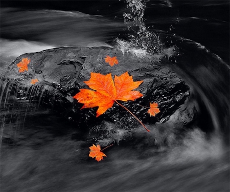 Adrift - water, rock, orange, leaves, colorful, river, nature, autumn, bright, seasons, splash