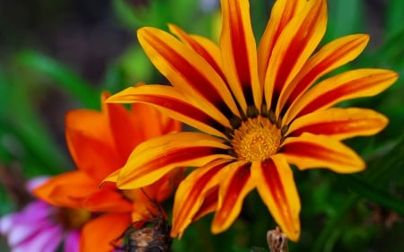 Beautiful Flower - nature, flowers, yellow, red