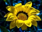 Yellow Gazania