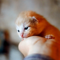 Baby Kitty 