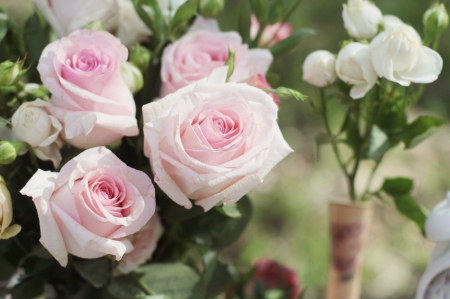 Pink Roses - flowers, roses, pink, soft