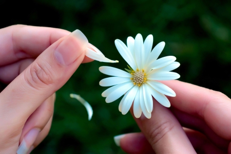 Loves me or loves me not â™¥ - nature, macro, petals, daisy, flowers