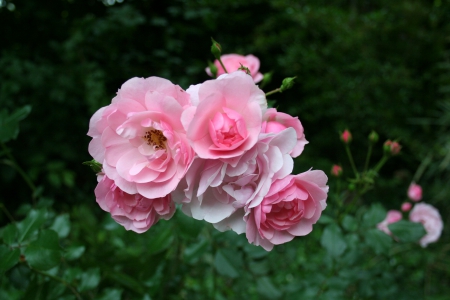 Bunch of Pink Roses - nature, roses, pink, flowers, garden