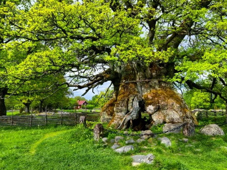 SWEDISH SPRING-NATURE PROTECTION