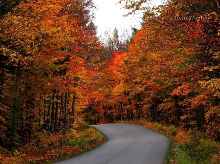 Autumn Ride - trees, road, forest, orange, leaves, fall, nature, autumn, green, bunch, sky