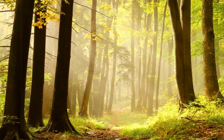 Sun-Lit Forest - sun rays, forests, trees, nature, sunshine