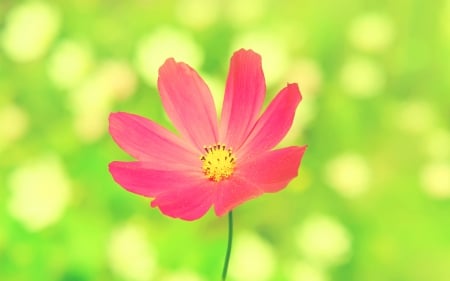 Pink Cosmos - nature, pink, flowers, one flower, cosmos