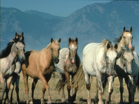 HORSES - nature, fields, mountains, Horses, animals