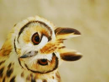 Owl - left, Head, right, turned