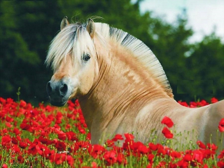 Horse between flowers - red, yellow, beige, black