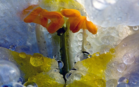 Snap Dragon Secrets - reflections, rain, drops, snap dragon, dewdrops, droplets, flower