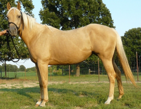 Palomino - horses, animals, palomino, fields, nature