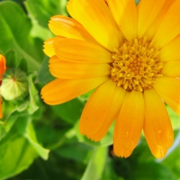 Yellow Calendula